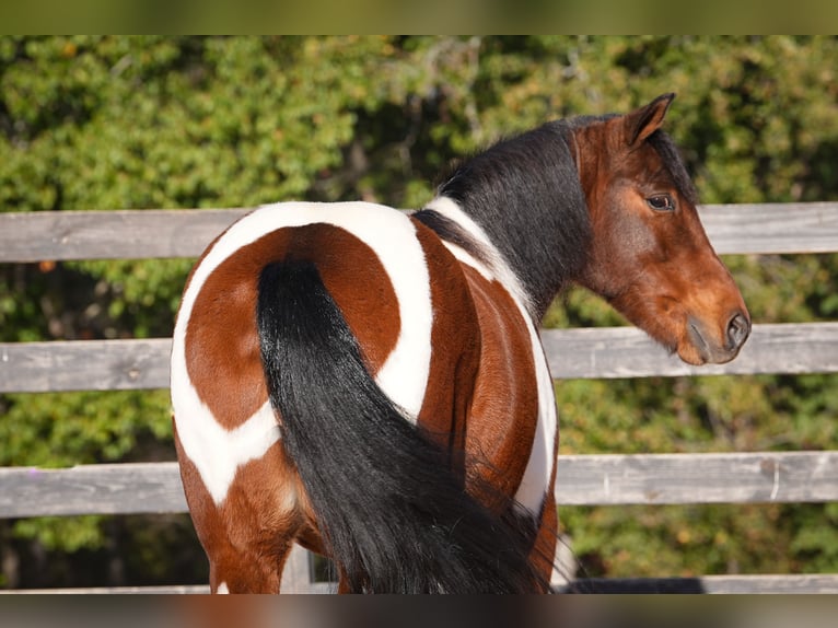 Weitere Ponys/Kleinpferde Wallach 6 Jahre 127 cm Schecke in Clover