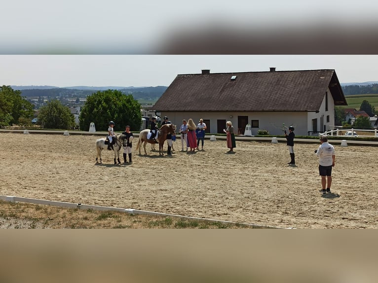 Weitere Ponys/Kleinpferde Mix Wallach 6 Jahre 128 cm  in Wien, Liesing