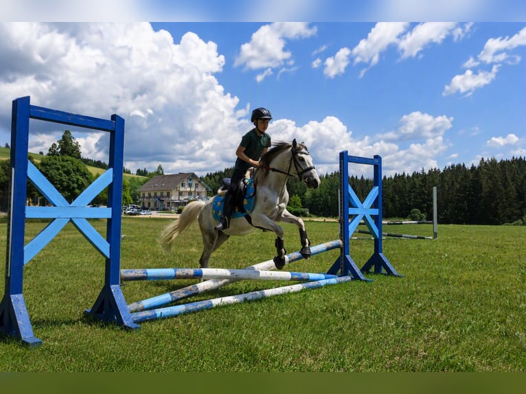 Weitere Ponys/Kleinpferde Mix Wallach 6 Jahre 128 cm  in Wien, Liesing