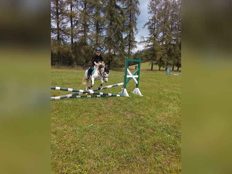 Weitere Ponys/Kleinpferde Mix Wallach 6 Jahre 128 cm  in Wien, Liesing
