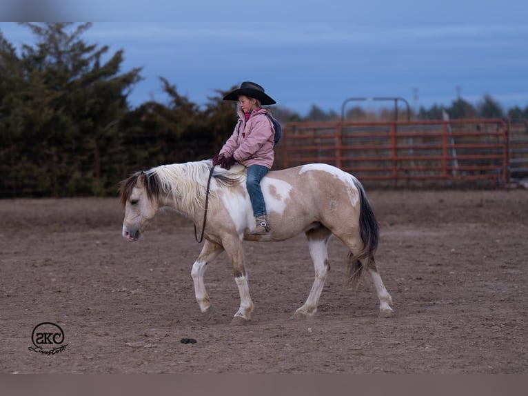 Weitere Ponys/Kleinpferde Wallach 6 Jahre 130 cm Schecke in Canyon