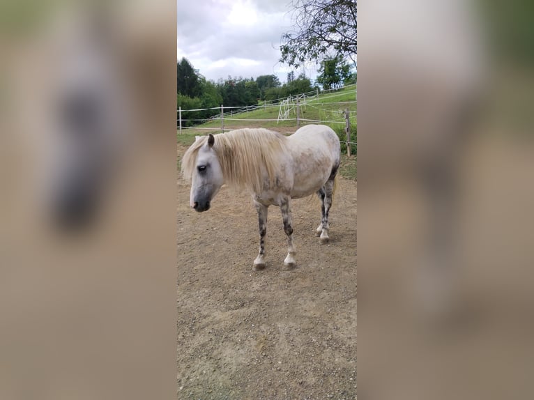 Weitere Ponys/Kleinpferde Mix Wallach 6 Jahre 135 cm Apfelschimmel in Vasoldsberg