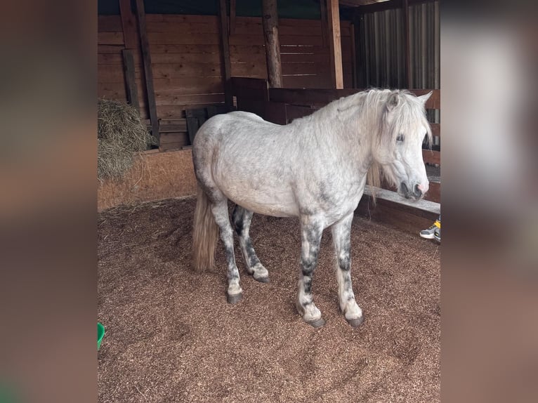 Weitere Ponys/Kleinpferde Mix Wallach 6 Jahre 135 cm Apfelschimmel in Vasoldsberg