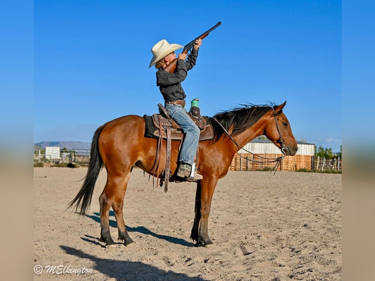 Weitere Ponys/Kleinpferde Wallach 6 Jahre 135 cm Rotbrauner in Rigby