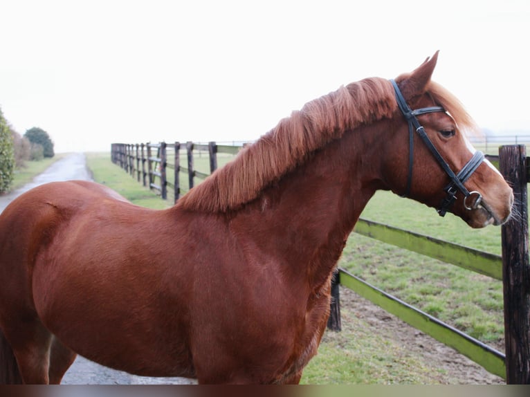 Weitere Ponys/Kleinpferde Wallach 6 Jahre 138 cm Fuchs in Warstein