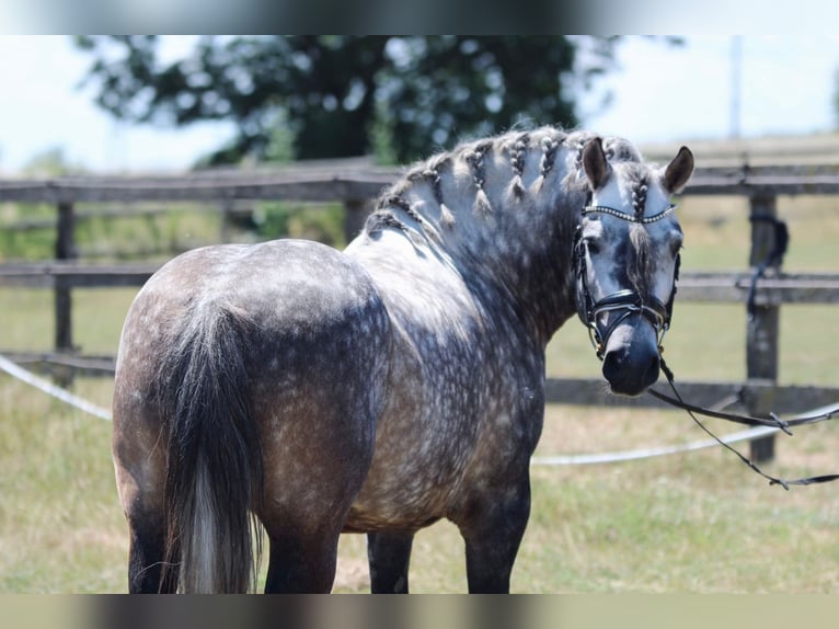 Weitere Ponys/Kleinpferde Wallach 6 Jahre 140 cm Apfelschimmel in Rechnitz