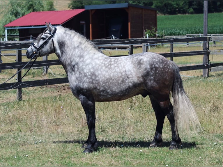 Weitere Ponys/Kleinpferde Wallach 6 Jahre 140 cm Apfelschimmel in Rechnitz