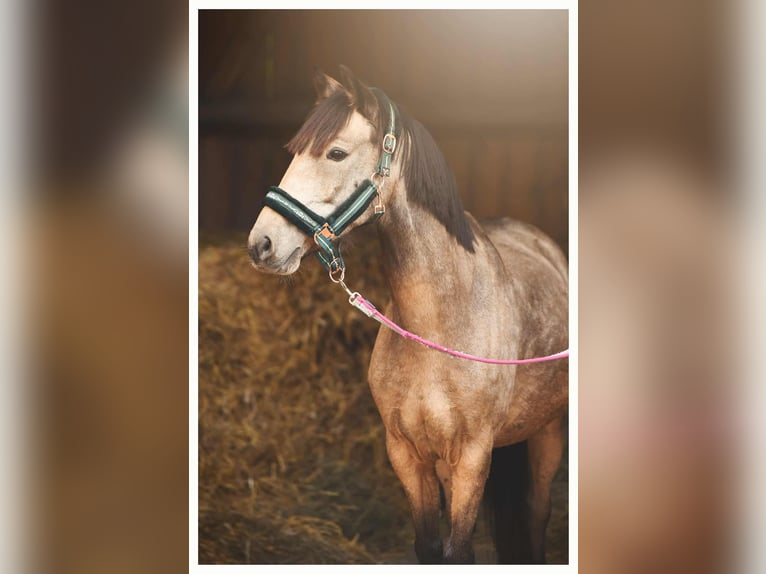 Weitere Ponys/Kleinpferde Wallach 6 Jahre 140 cm Buckskin in Bartąg Weitere Ponys/Kleinpferde Wallach 6 Jahre 140 cm Buckskin in Bartąg