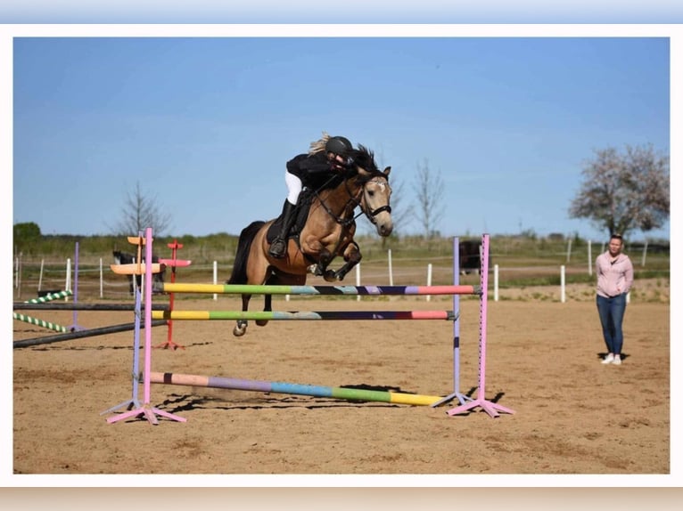 Weitere Ponys/Kleinpferde Wallach 6 Jahre 140 cm Buckskin in Bart&#x105;g