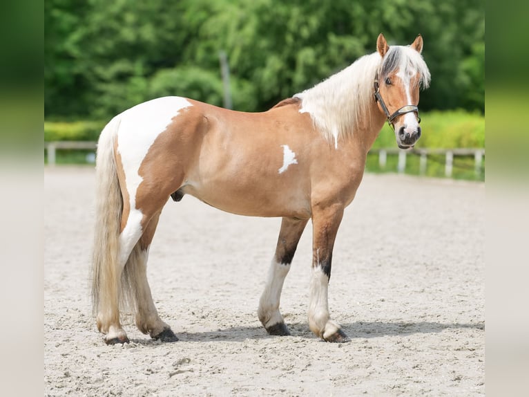 Weitere Ponys/Kleinpferde Wallach 6 Jahre 140 cm Schecke in Neustadt (Wied)