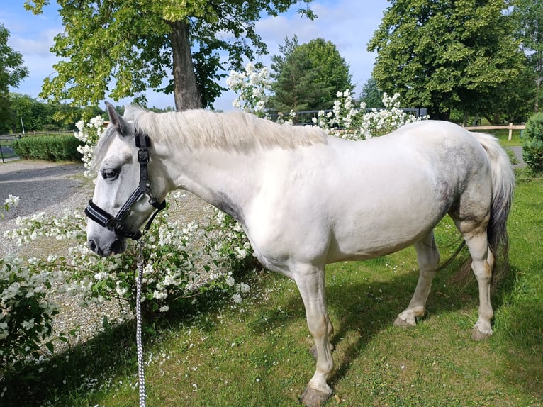 Weitere Ponys/Kleinpferde Wallach 6 Jahre 140 cm Schecke in Neu Gaarz
