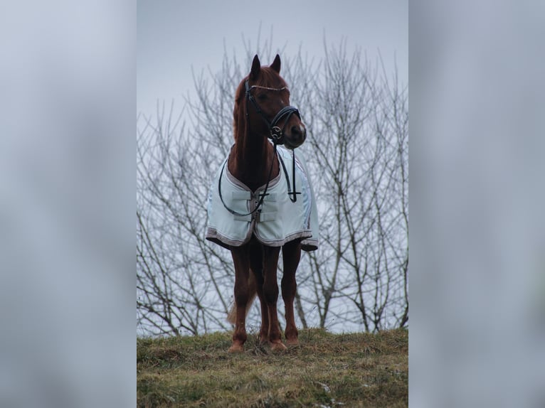 Weitere Ponys/Kleinpferde Mix Wallach 6 Jahre 141 cm Rotfuchs in Loßburg