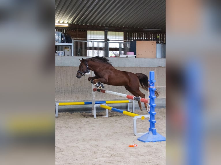 Weitere Ponys/Kleinpferde Mix Wallach 6 Jahre 141 cm Rotfuchs in Loßburg