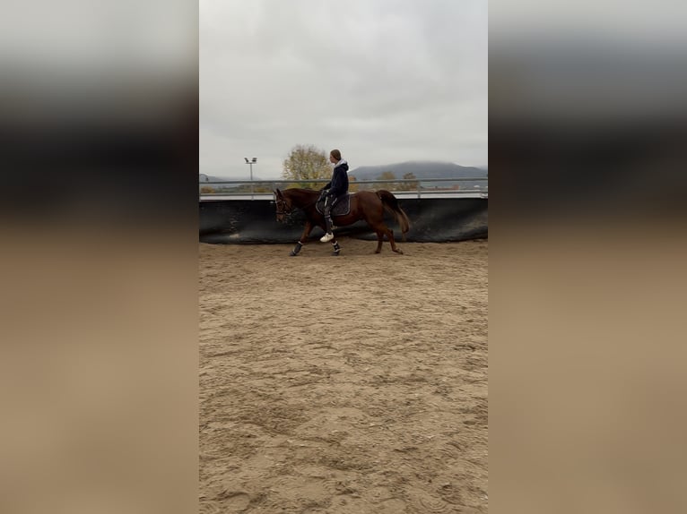 Weitere Ponys/Kleinpferde Mix Wallach 6 Jahre 141 cm Rotfuchs in Loßburg