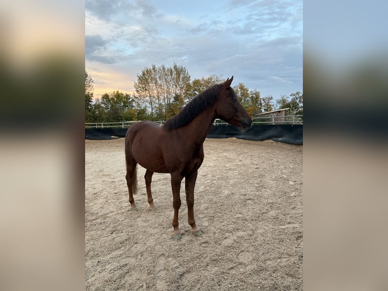 Weitere Ponys/Kleinpferde Mix Wallach 6 Jahre 141 cm Rotfuchs in Loßburg