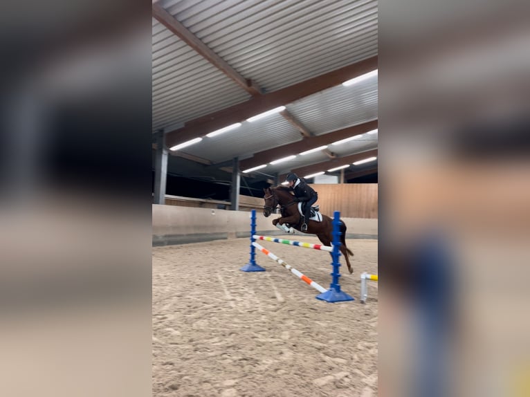 Weitere Ponys/Kleinpferde Mix Wallach 6 Jahre 141 cm Rotfuchs in Loßburg