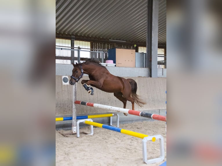 Weitere Ponys/Kleinpferde Mix Wallach 6 Jahre 141 cm Rotfuchs in Loßburg