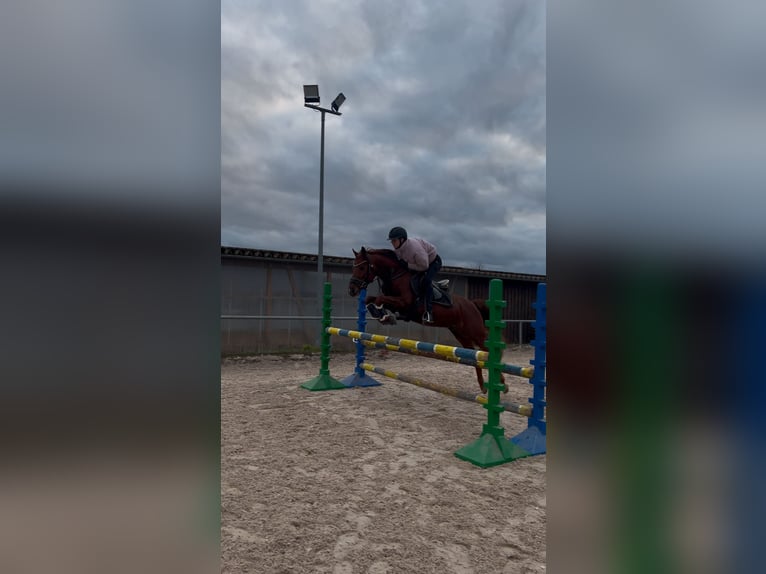 Weitere Ponys/Kleinpferde Mix Wallach 6 Jahre 141 cm Rotfuchs in Loßburg