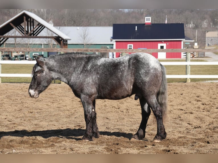 Weitere Ponys/Kleinpferde Mix Wallach 6 Jahre 142 cm Roan-Blue in Fresno