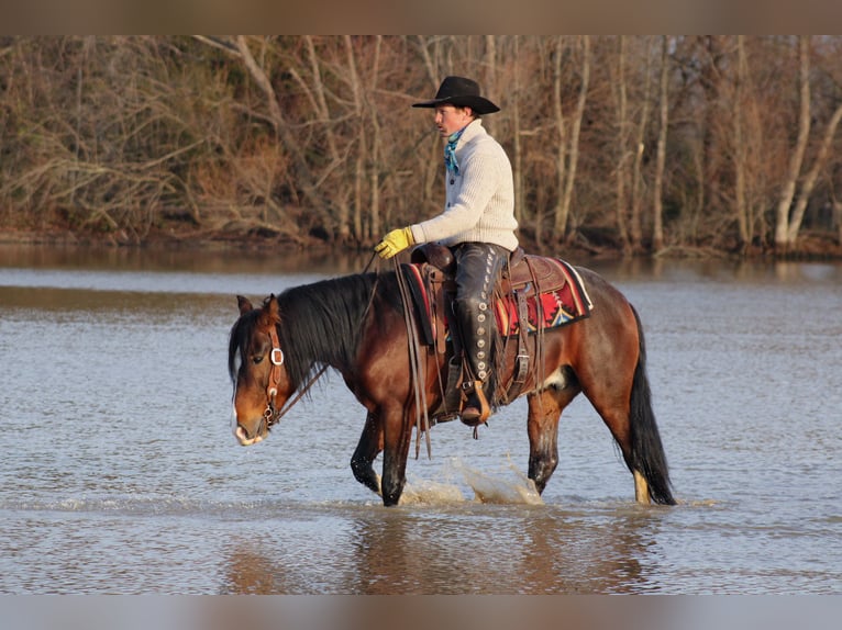 Weitere Ponys/Kleinpferde Wallach 6 Jahre 142 cm Schecke in Baxter Springs