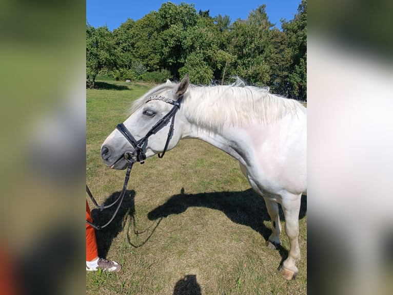Weitere Ponys/Kleinpferde Wallach 6 Jahre 143 cm Schecke in Neu Gaarz