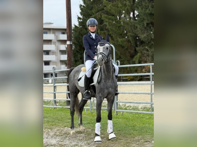 Weitere Ponys/Kleinpferde Wallach 6 Jahre 143 cm Schimmel in Hartberg