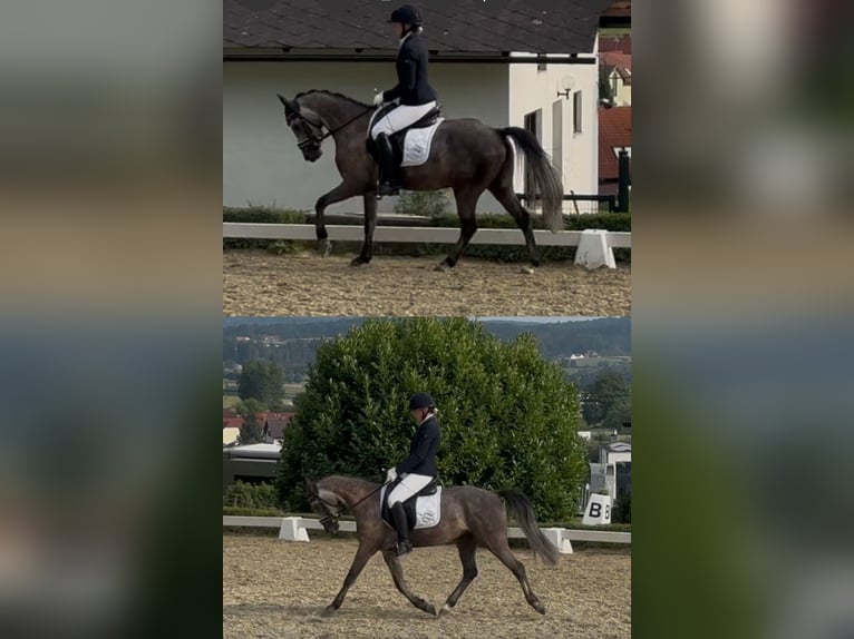 Weitere Ponys/Kleinpferde Wallach 6 Jahre 143 cm Schimmel in Hartberg