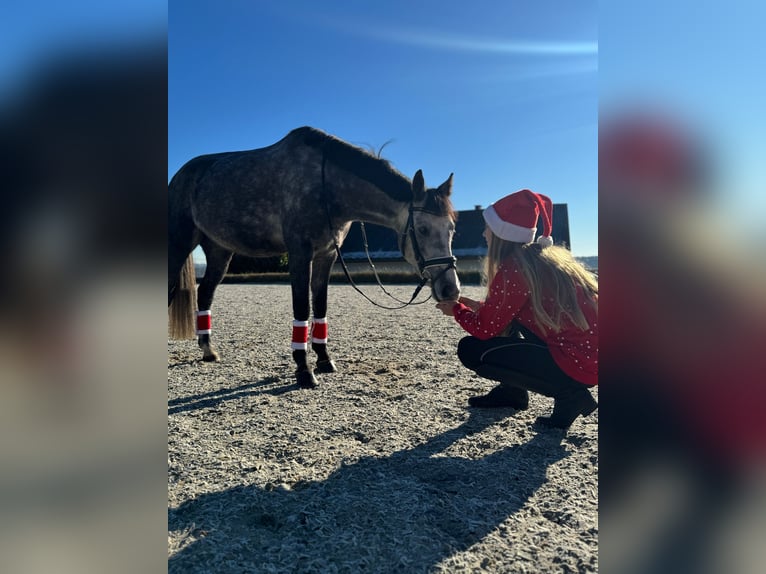 Weitere Ponys/Kleinpferde Wallach 6 Jahre 143 cm Schimmel in Hartberg