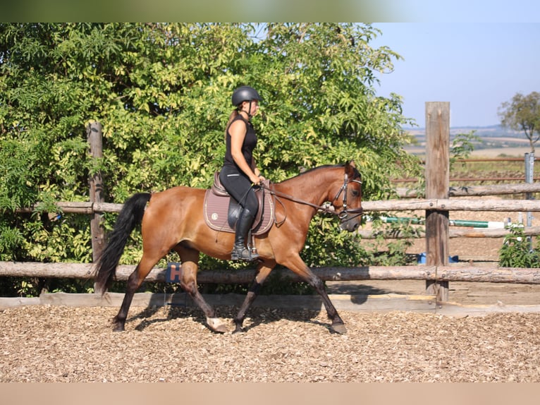Weitere Ponys/Kleinpferde Mix Wallach 6 Jahre 145 cm Brauner in Hohenruppersdorf