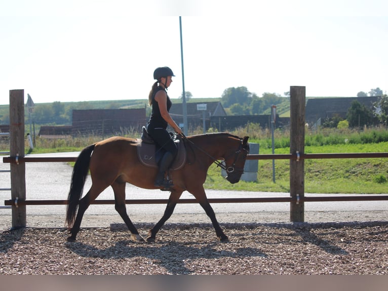 Weitere Ponys/Kleinpferde Mix Wallach 6 Jahre 145 cm Brauner in Hohenruppersdorf