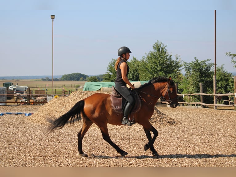 Weitere Ponys/Kleinpferde Mix Wallach 6 Jahre 145 cm Brauner in Hohenruppersdorf