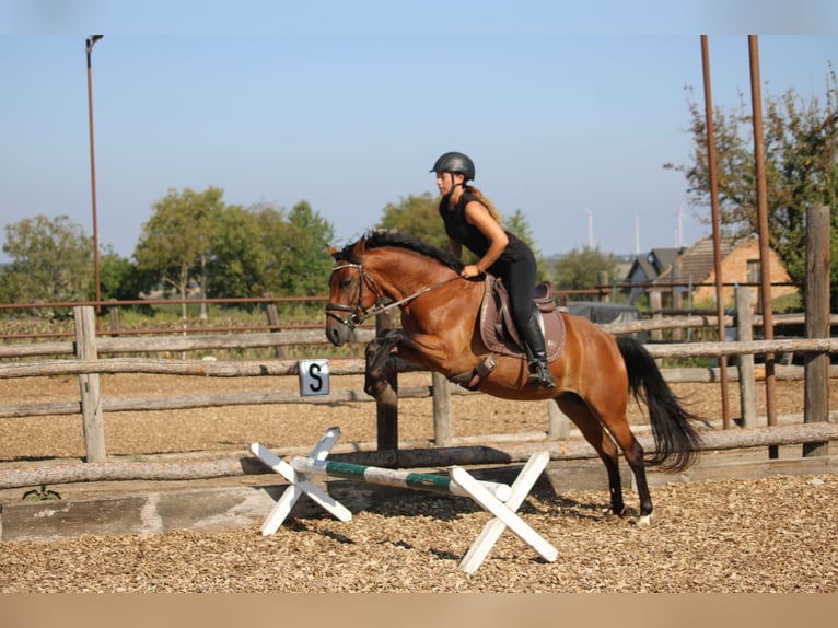 Weitere Ponys/Kleinpferde Mix Wallach 6 Jahre 145 cm Brauner in Hohenruppersdorf