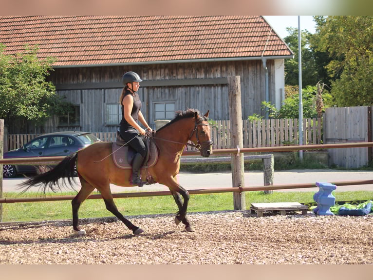 Weitere Ponys/Kleinpferde Mix Wallach 6 Jahre 145 cm Brauner in Hohenruppersdorf