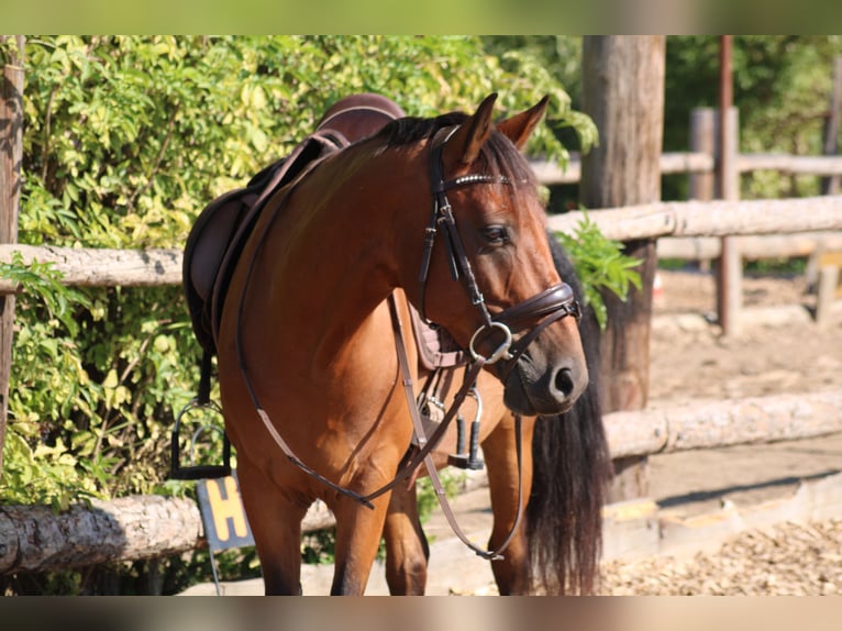 Weitere Ponys/Kleinpferde Mix Wallach 6 Jahre 145 cm Brauner in Hohenruppersdorf