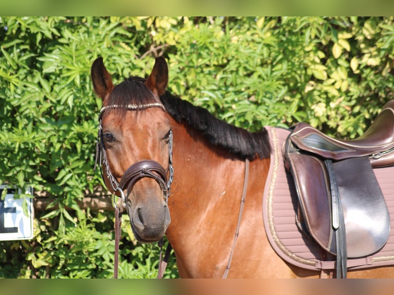Weitere Ponys/Kleinpferde Mix Wallach 6 Jahre 145 cm Brauner in Hohenruppersdorf