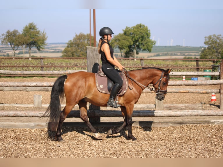 Weitere Ponys/Kleinpferde Mix Wallach 6 Jahre 145 cm Brauner in Hohenruppersdorf