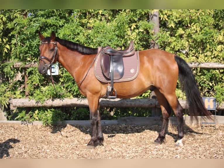 Weitere Ponys/Kleinpferde Mix Wallach 6 Jahre 145 cm Brauner in Hohenruppersdorf