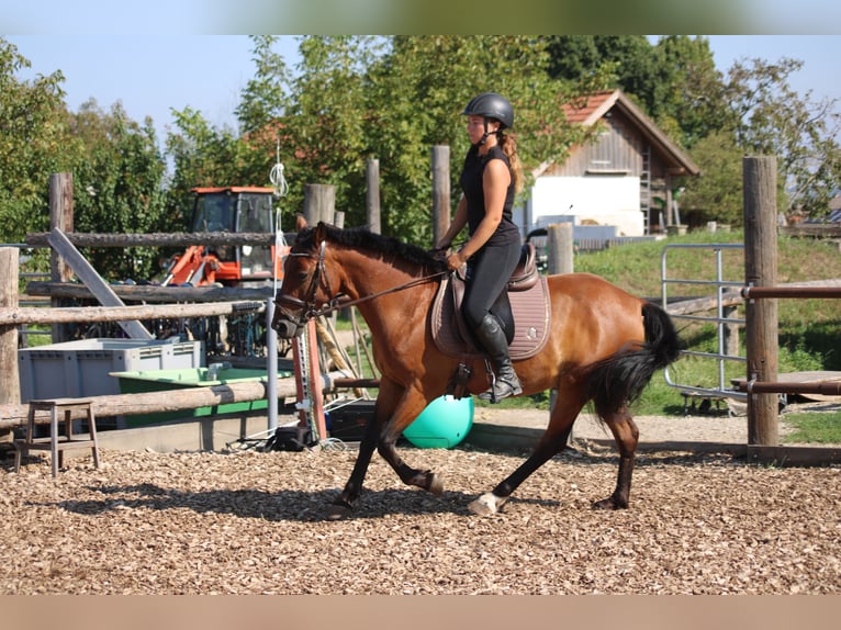 Weitere Ponys/Kleinpferde Mix Wallach 6 Jahre 145 cm Brauner in Hohenruppersdorf