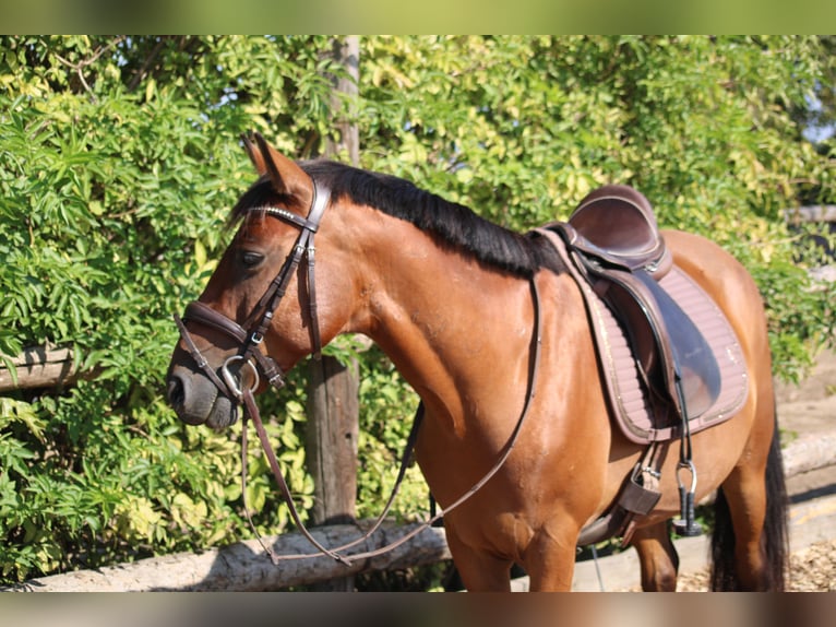 Weitere Ponys/Kleinpferde Mix Wallach 6 Jahre 145 cm Brauner in Hohenruppersdorf
