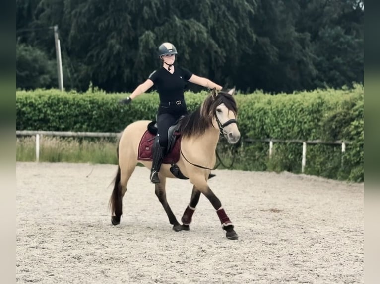 Weitere Ponys/Kleinpferde Wallach 6 Jahre 145 cm Falbe in Neustadt (Wied)
