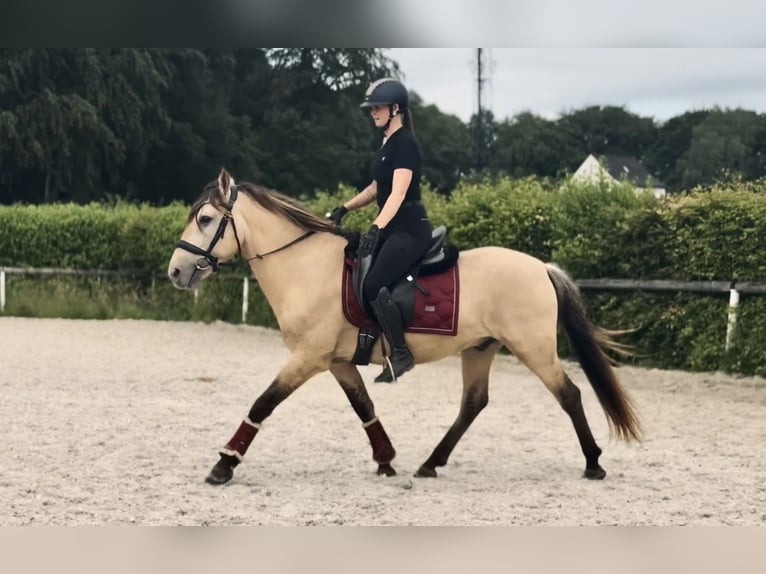 Weitere Ponys/Kleinpferde Wallach 6 Jahre 145 cm Falbe in Neustadt (Wied)