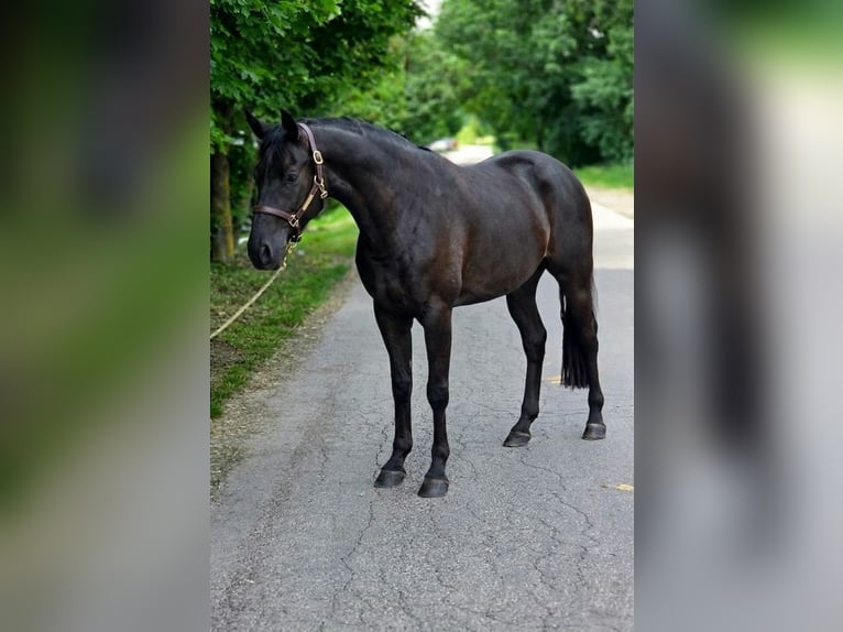 Weitere Ponys/Kleinpferde Wallach 6 Jahre 145 cm Rappe in Szarvas