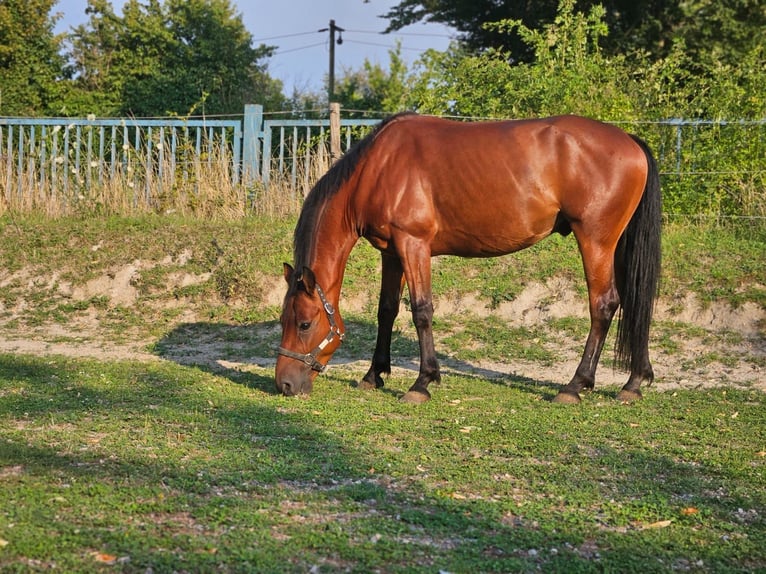 Weitere Ponys/Kleinpferde Wallach 6 Jahre 146 cm Brauner in Niederzier
