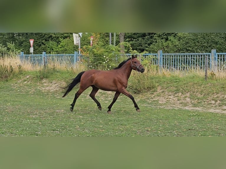 Weitere Ponys/Kleinpferde Wallach 6 Jahre 146 cm Brauner in Niederzier