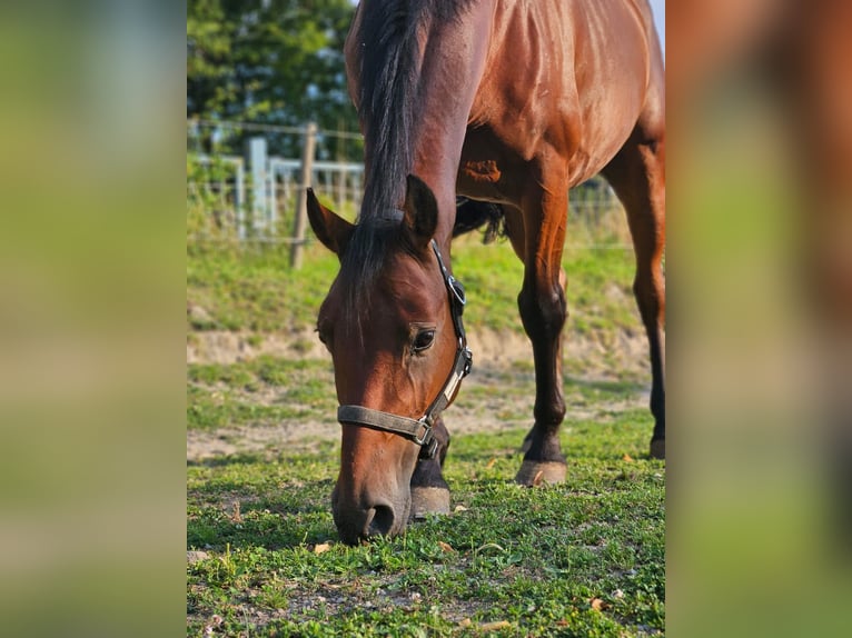 Weitere Ponys/Kleinpferde Wallach 6 Jahre 146 cm Brauner in Niederzier