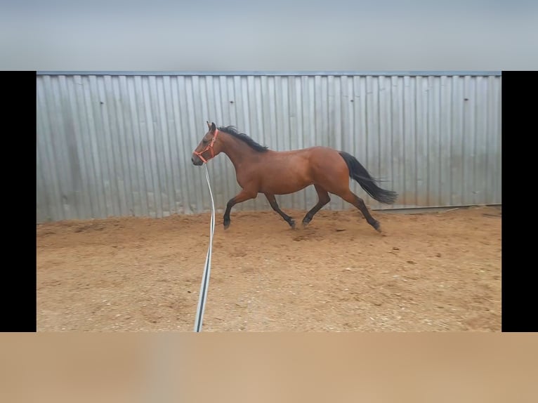 Weitere Ponys/Kleinpferde Wallach 6 Jahre 146 cm Brauner in Niederzier