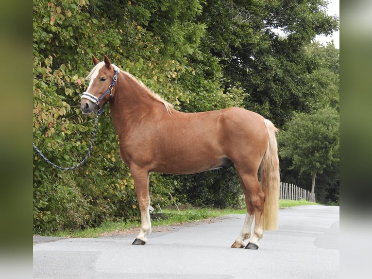 Weitere Ponys/Kleinpferde Wallach 6 Jahre 146 cm Fuchs in Verl