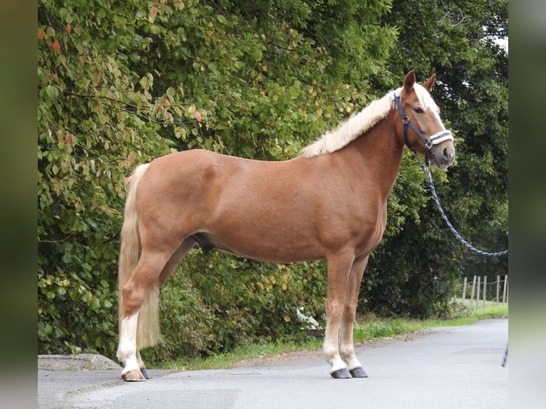 Weitere Ponys/Kleinpferde Wallach 6 Jahre 146 cm Fuchs in Verl