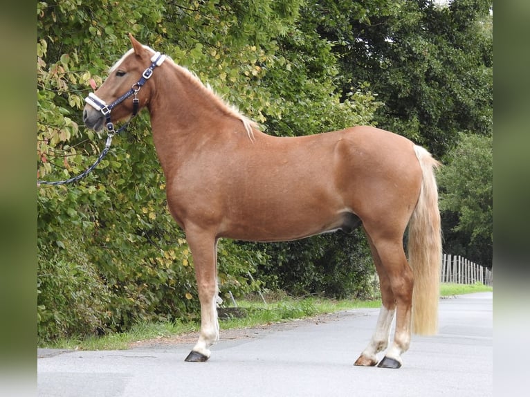 Weitere Ponys/Kleinpferde Wallach 6 Jahre 146 cm Fuchs in Verl