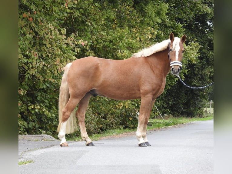 Weitere Ponys/Kleinpferde Wallach 6 Jahre 146 cm Fuchs in Verl